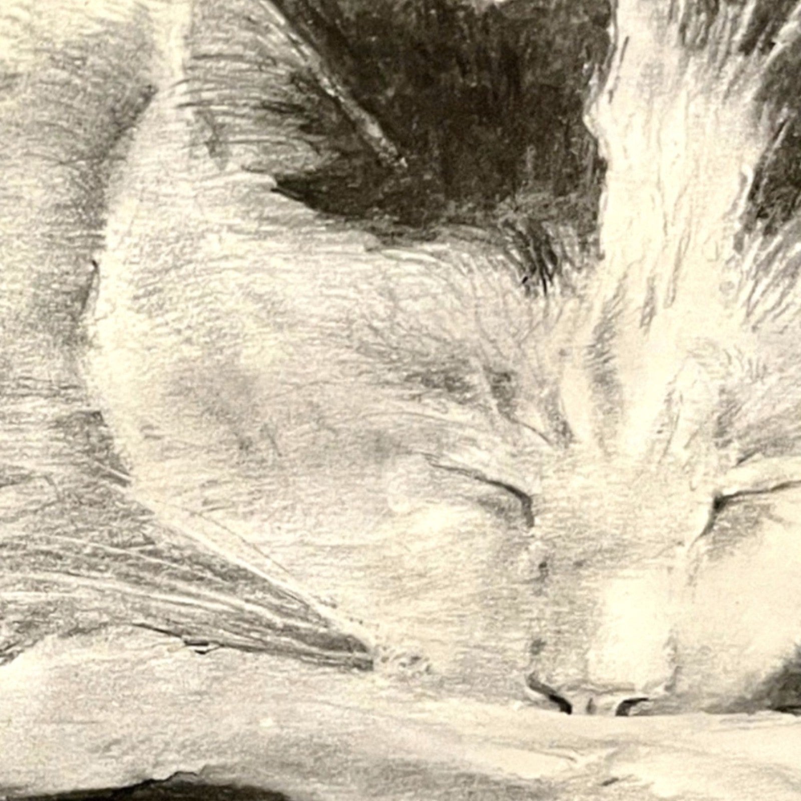 Derek Bradbury Signed Charcoal Drawing “Sleeping Cat” – Framed Original